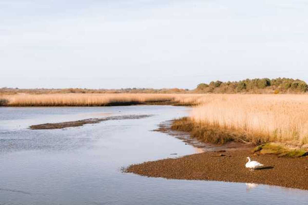 A marshland environment with a shoreline and a duck sitting at the edge of the water