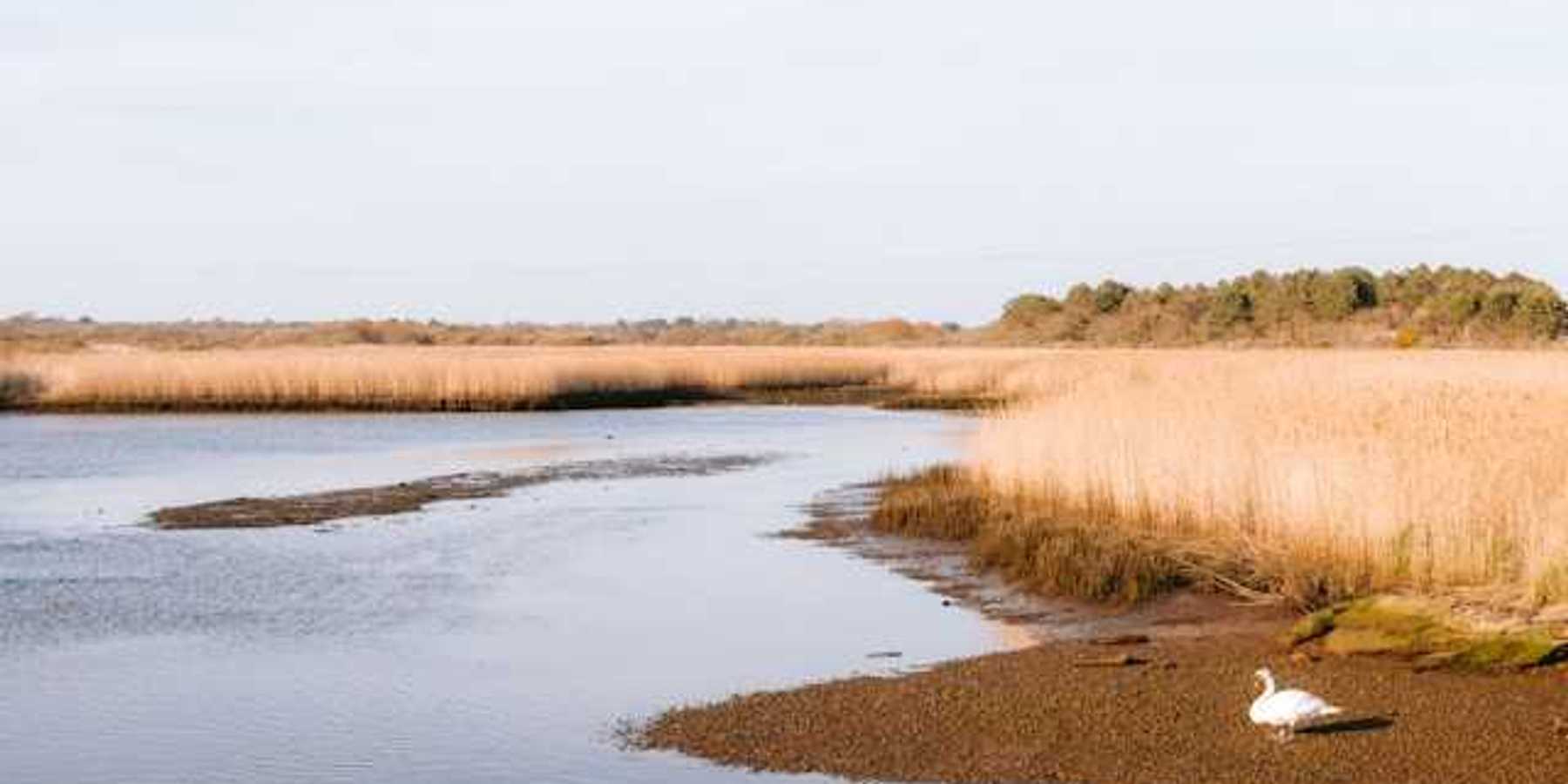 A marshland environment with a shoreline and a duck sitting at the edge of the water