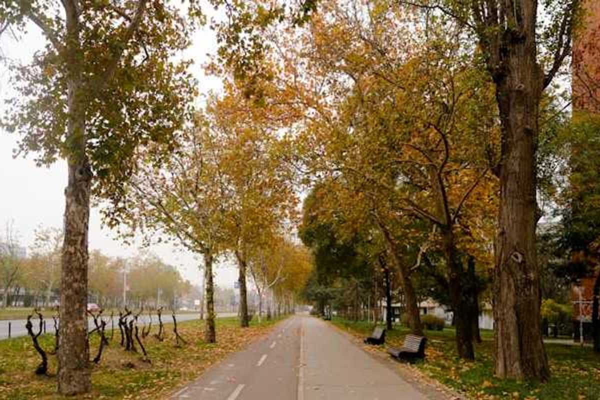 A misty city park with a bike lane and walking trail lined with fall-colored trees
