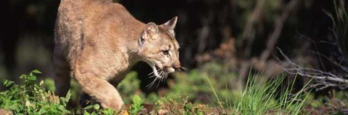 A mountain lion walks through a forest