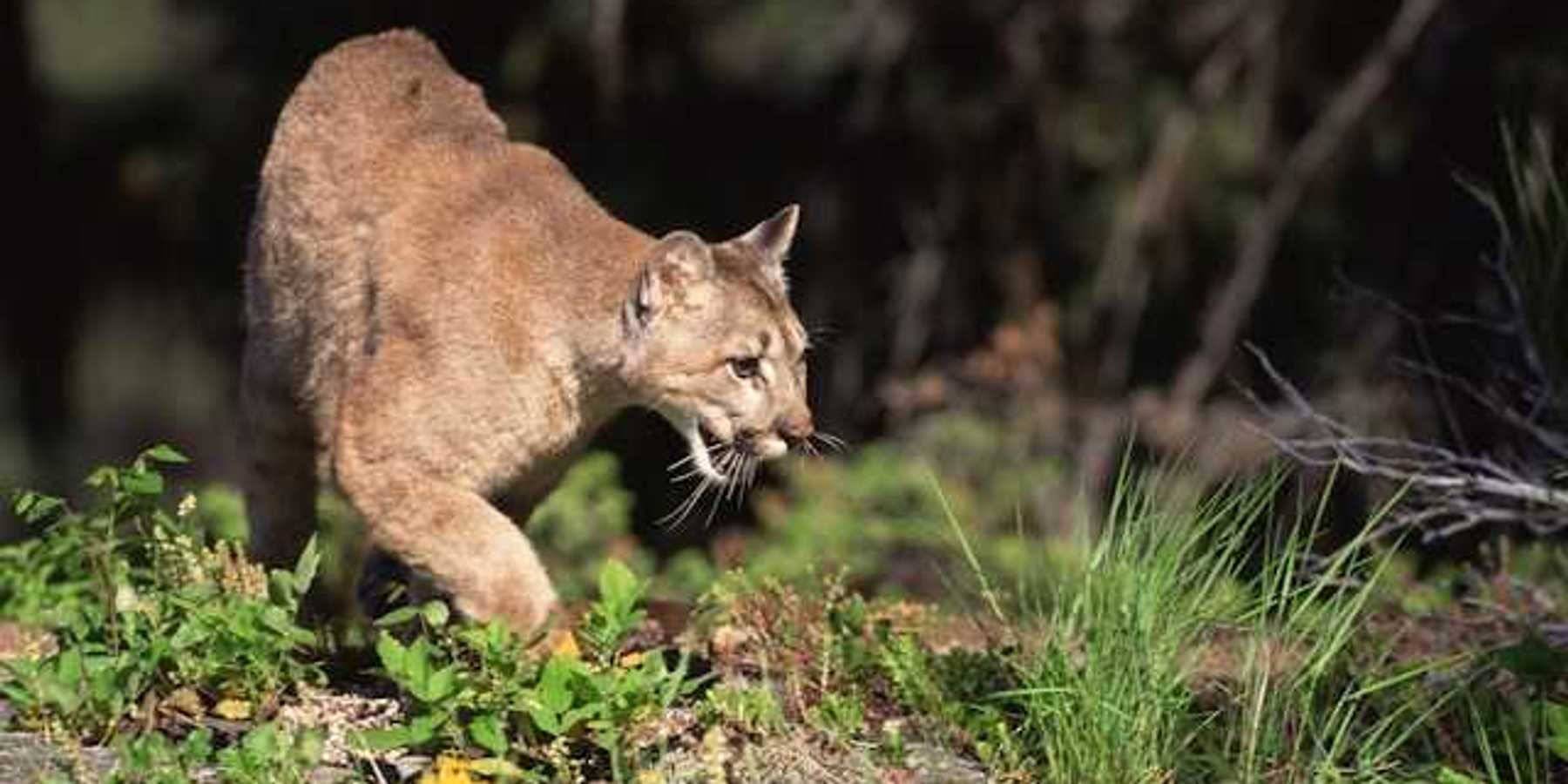 A mountain lion walks through a forest