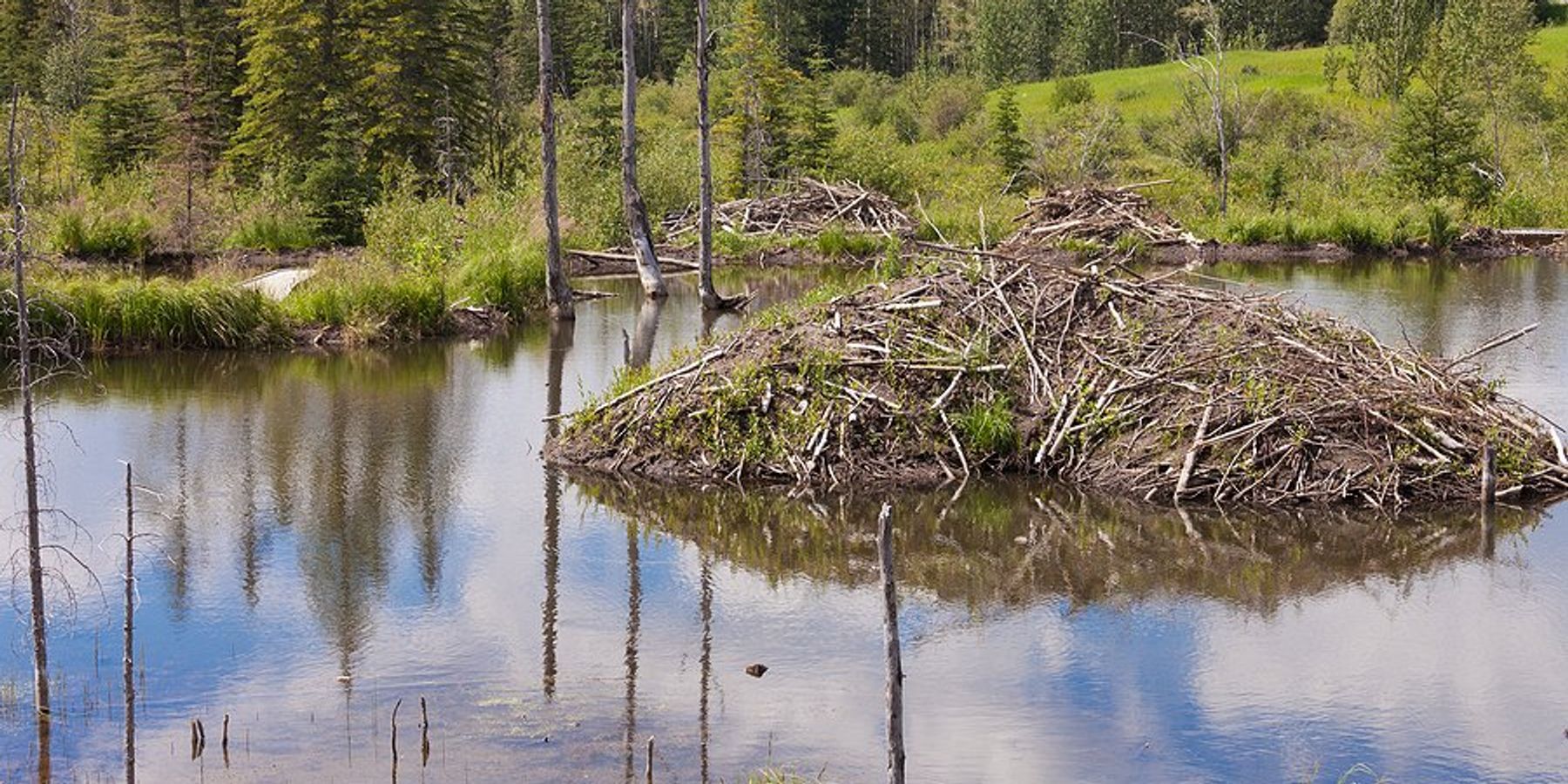 A mountain wetland