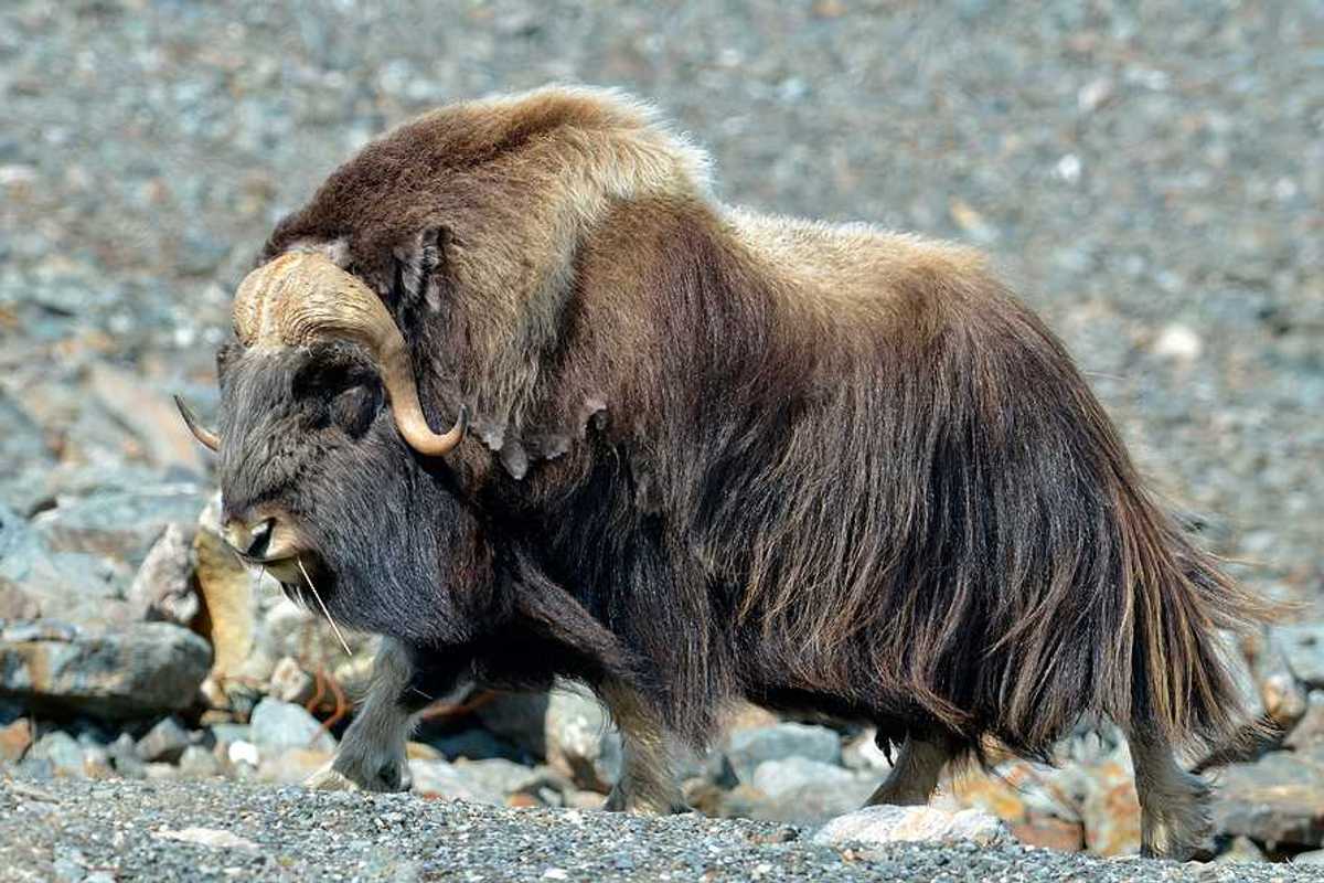A musk ox with brown fur walking in a rocky landscape