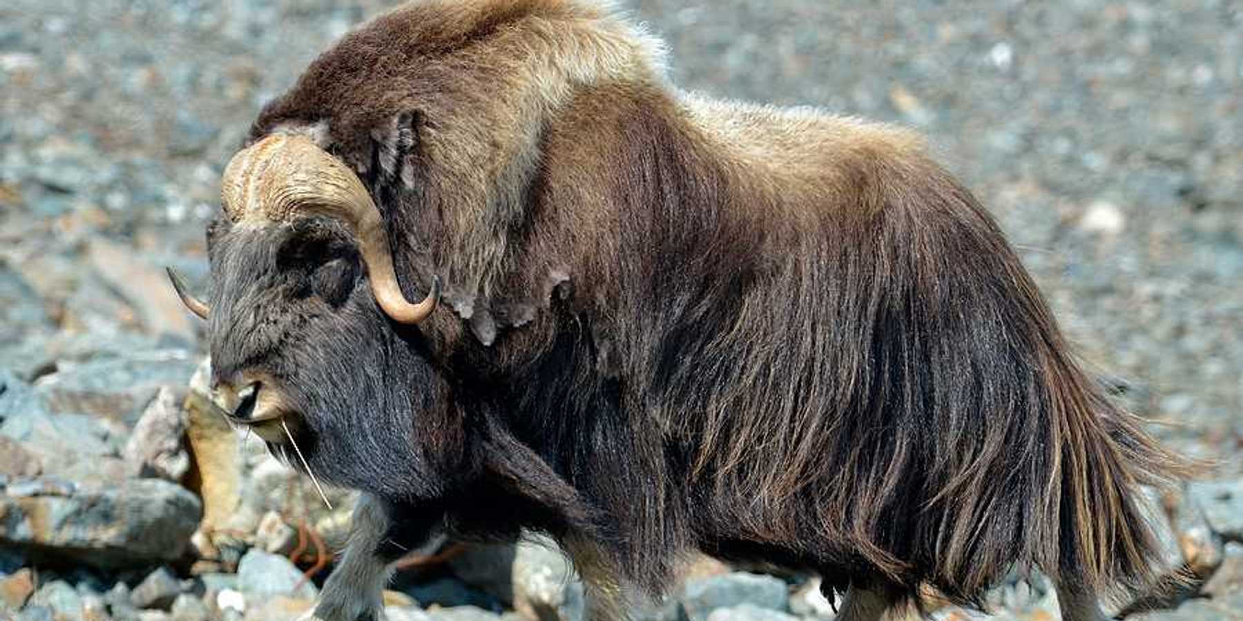 A musk ox with brown fur walking in a rocky landscape