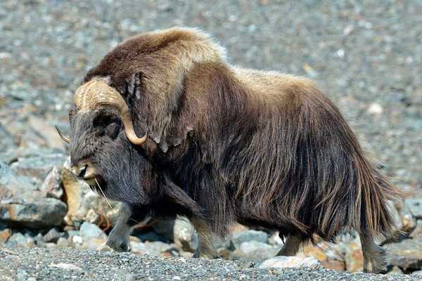 A musk ox with brown fur walking in a rocky landscape