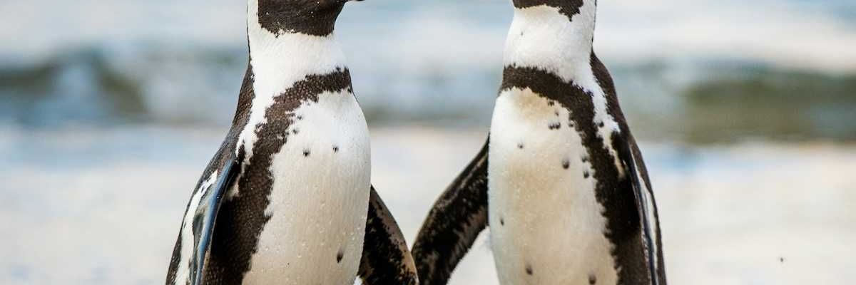 A pair of Arfican penguins standing in ocean surf