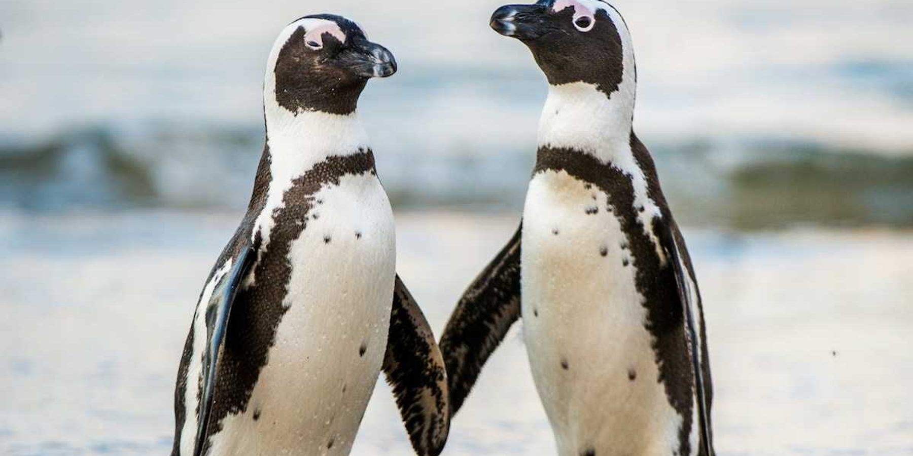 A pair of Arfican penguins standing in ocean surf