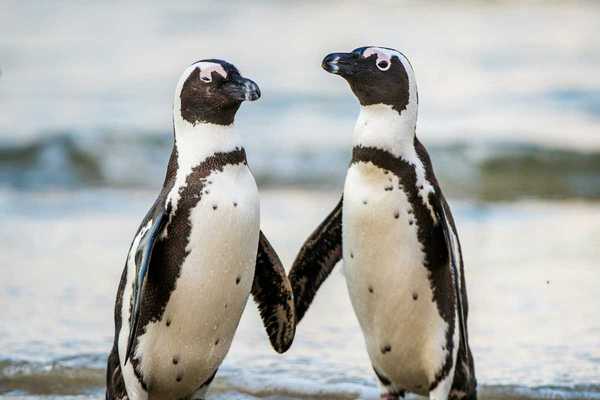 A pair of Arfican penguins standing in ocean surf
