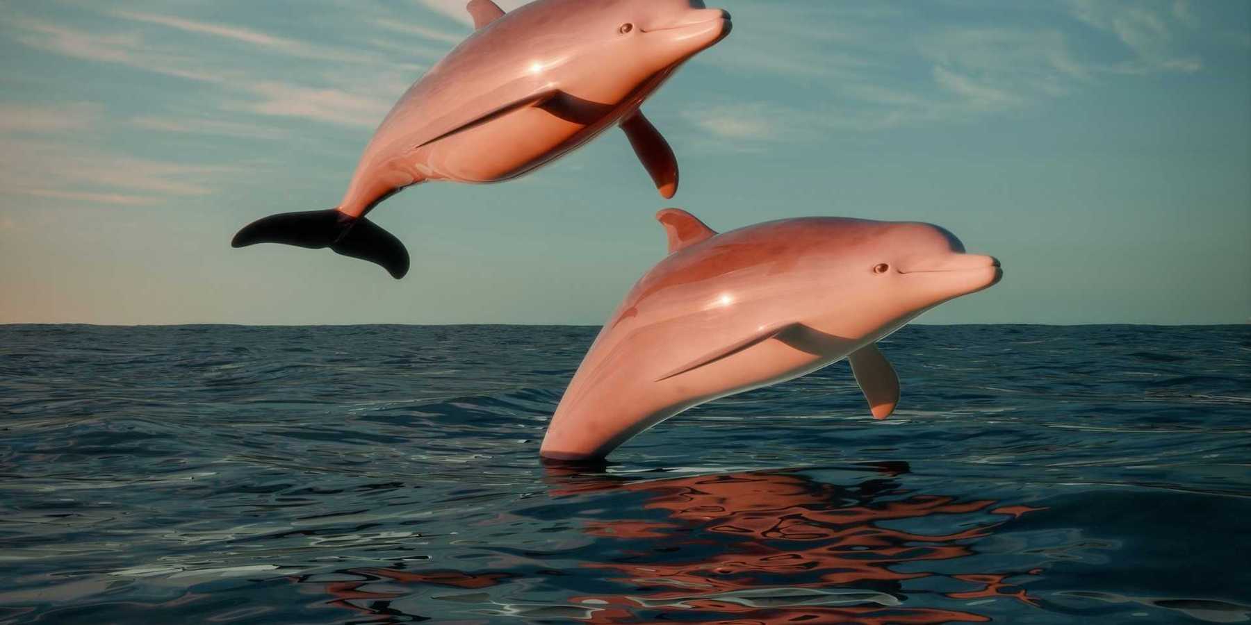 A pair of dolphins leaping out of the water