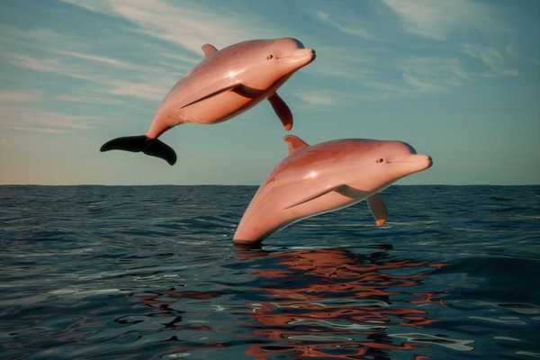 A pair of dolphins leaping out of the water