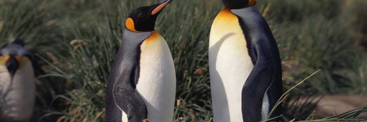 A pair of emperor penguins