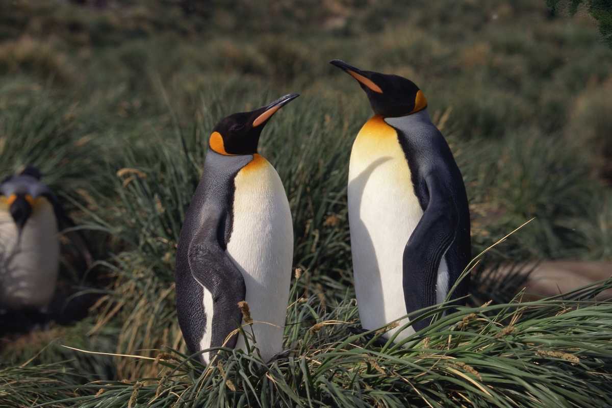 A pair of emperor penguins