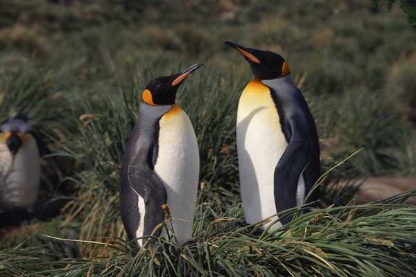 A pair of emperor penguins