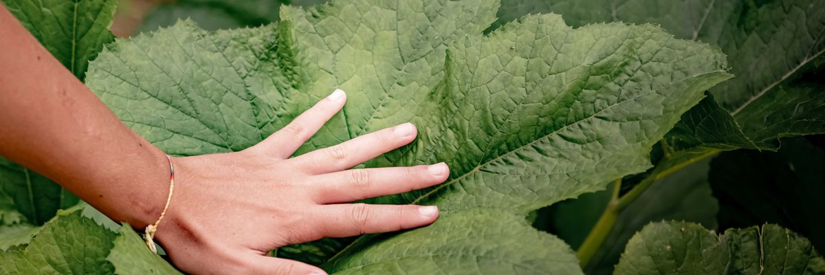 A palm with fingers splayed planted in the middle of a large green leaf.