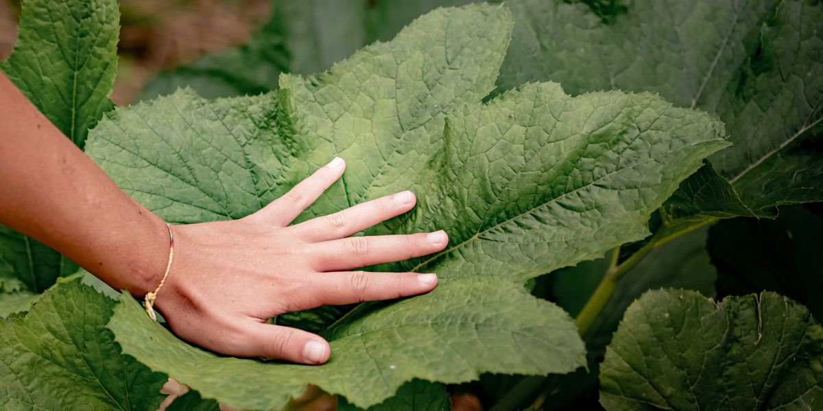 A palm with fingers splayed planted in the middle of a large green leaf.