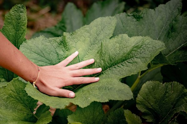 A palm with fingers splayed planted in the middle of a large green leaf.