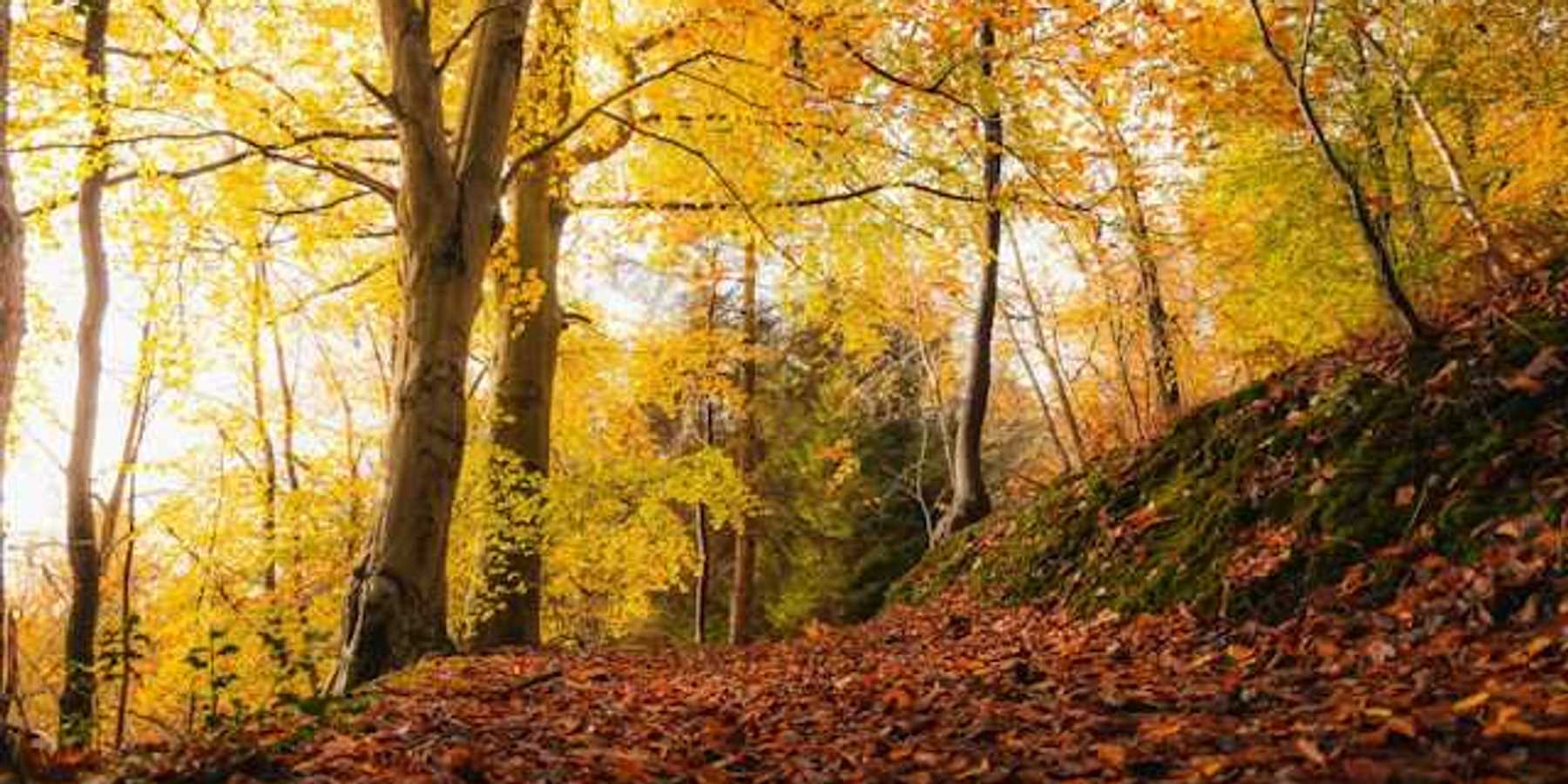 A path in the woods full on red leaves on the ground