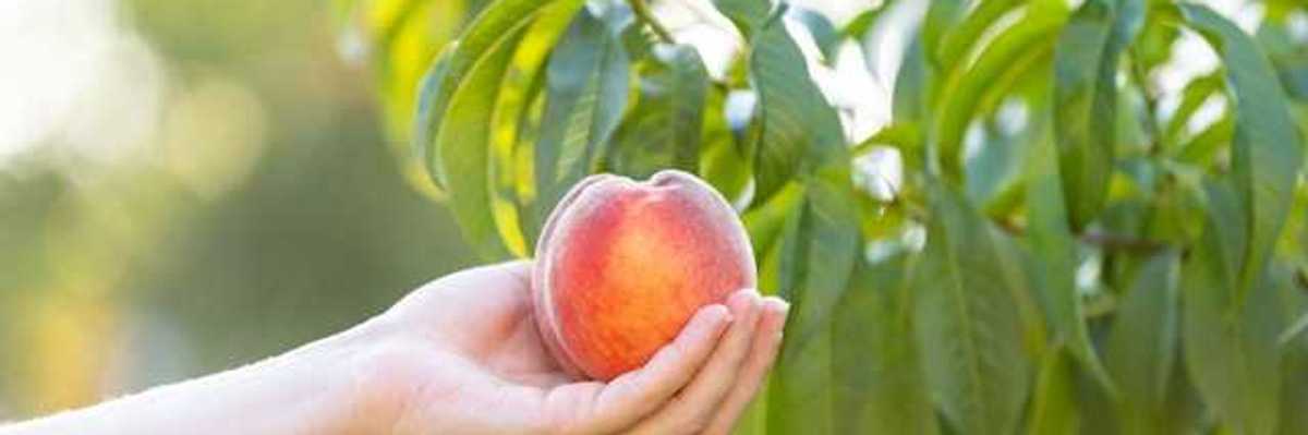A person holding a peach in their hands with a tree in the background