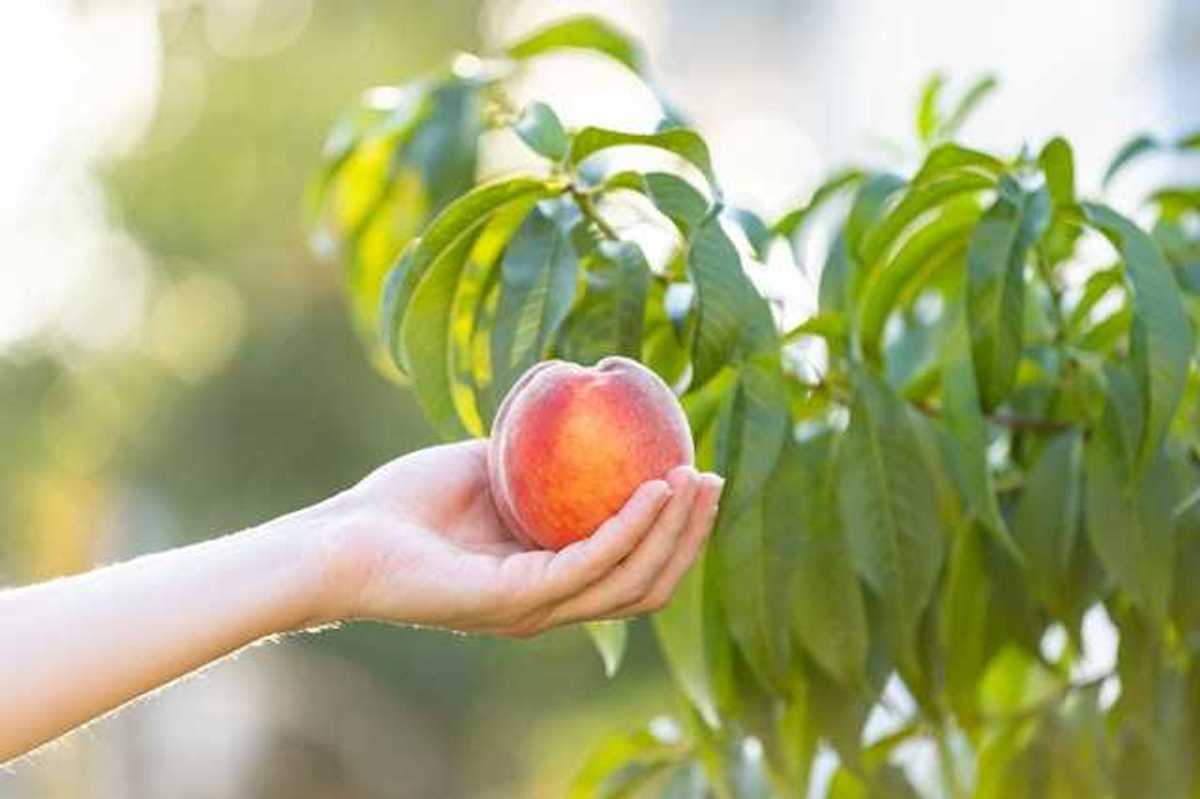 A person holding a peach in their hands with a tree in the background