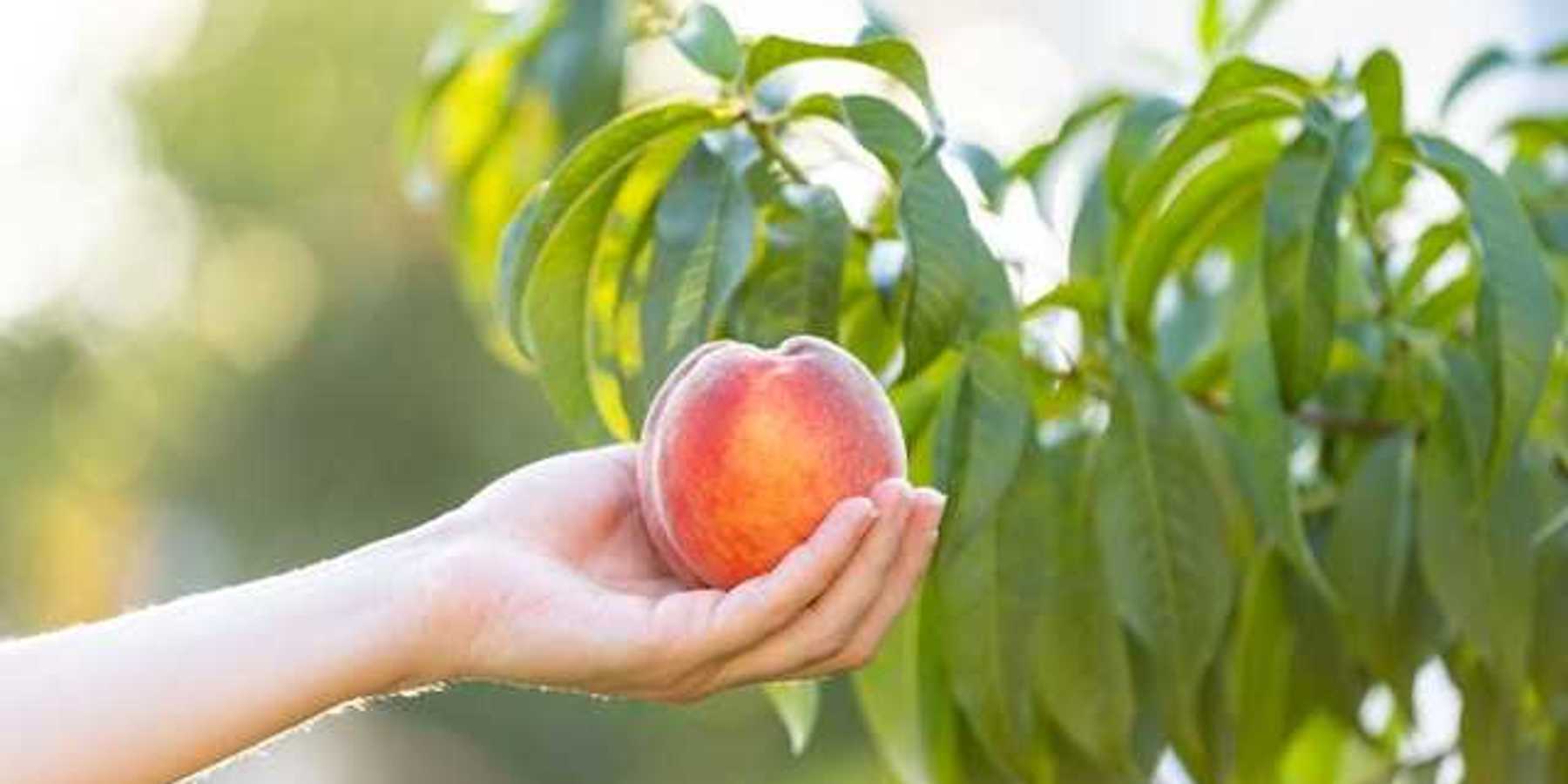 A person holding a peach in their hands with a tree in the background