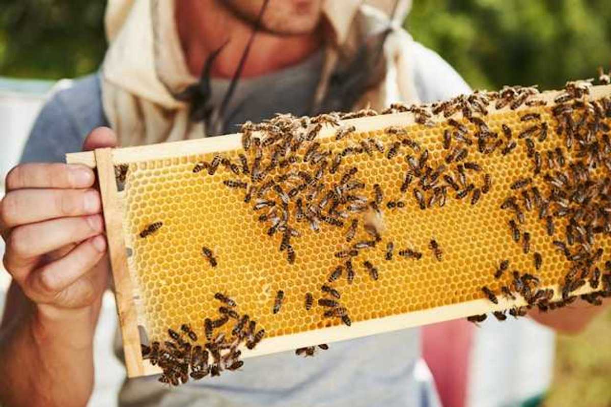 A person holding a tray with bees and honey