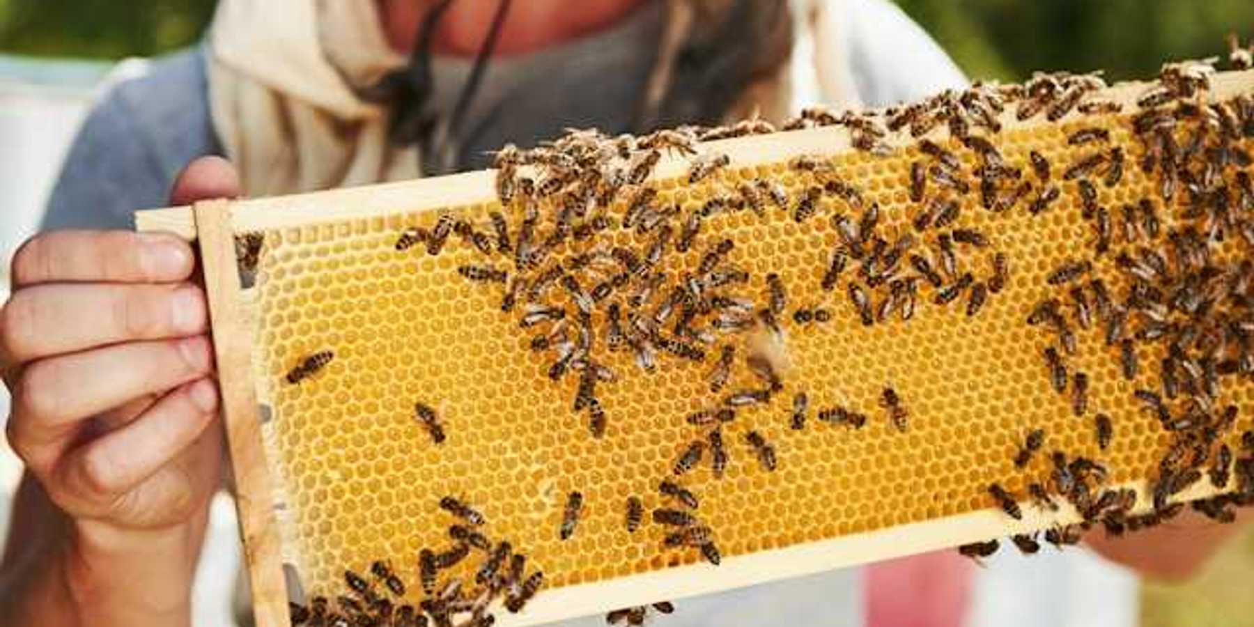 A person holding a tray with bees and honey