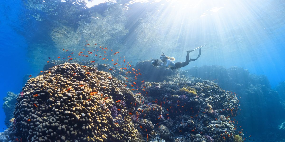 How the 'Blob' left a lasting mark on ocean life in California
