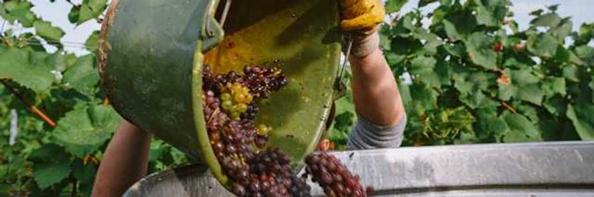 A person tossing a bucket full of grapes into a larger container