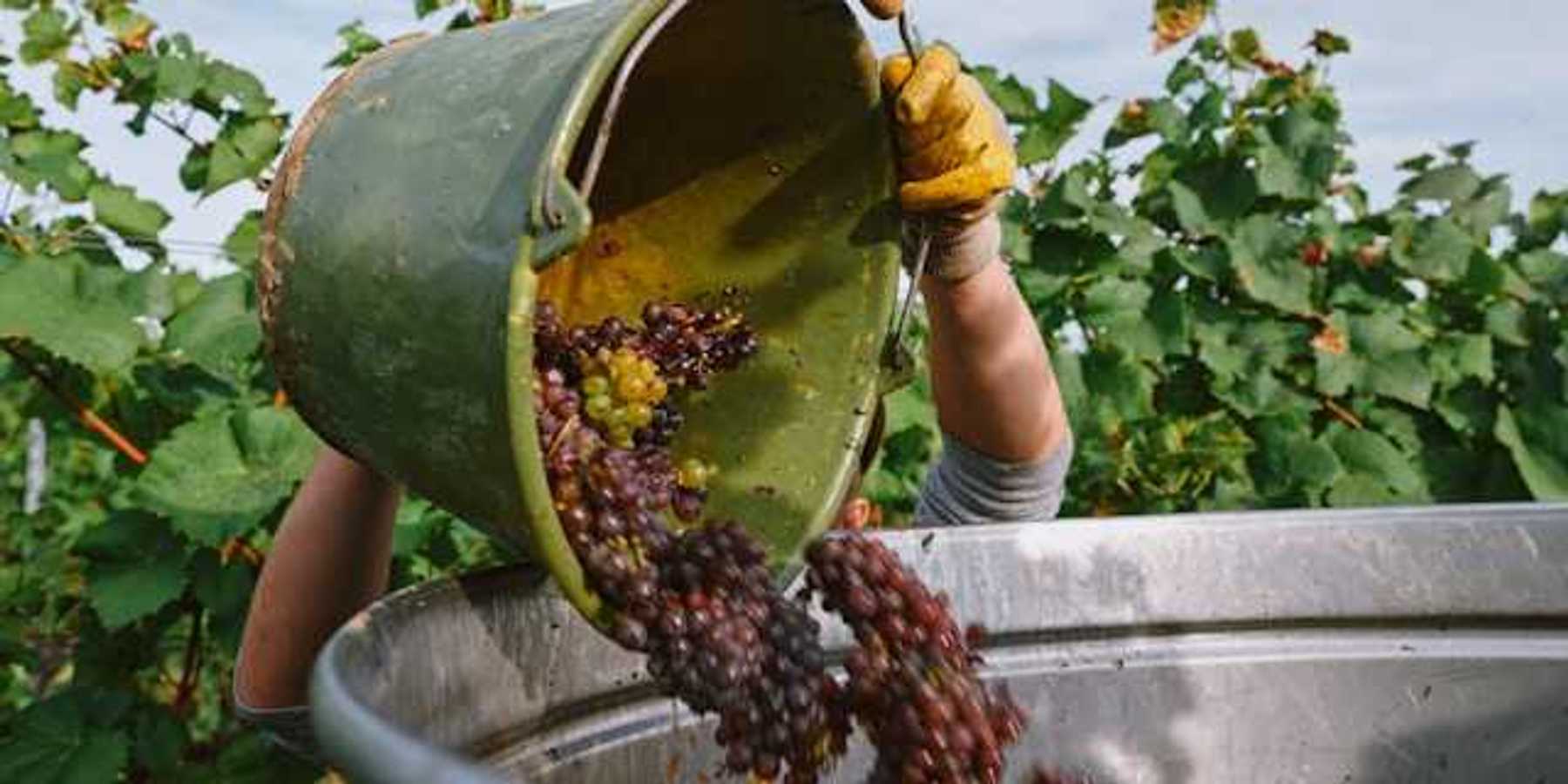 A person tossing a bucket full of grapes into a larger container