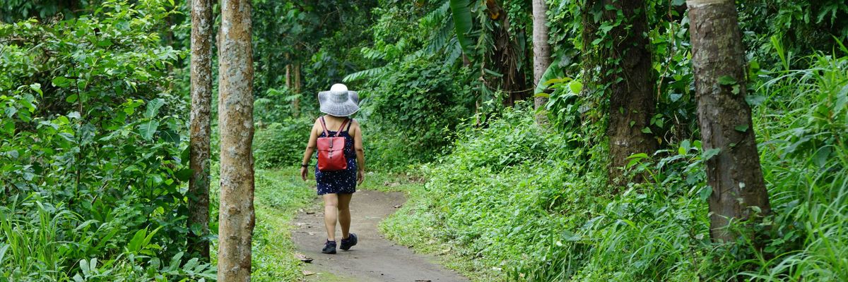 A person with a backpack is walking down a path in a tropical forest