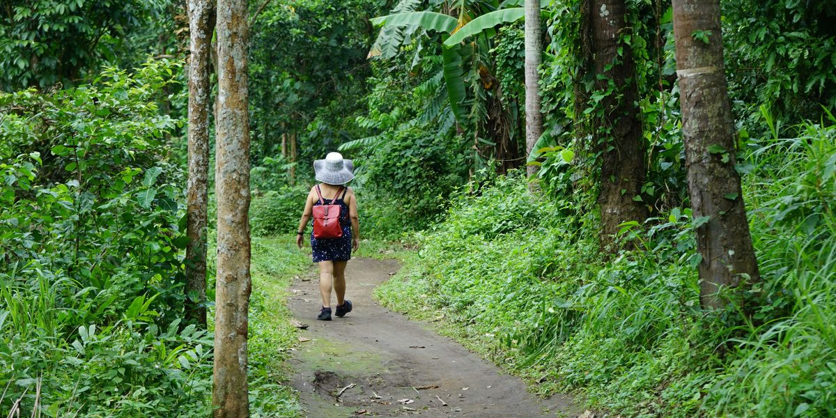 A person with a backpack is walking down a path in a tropical forest