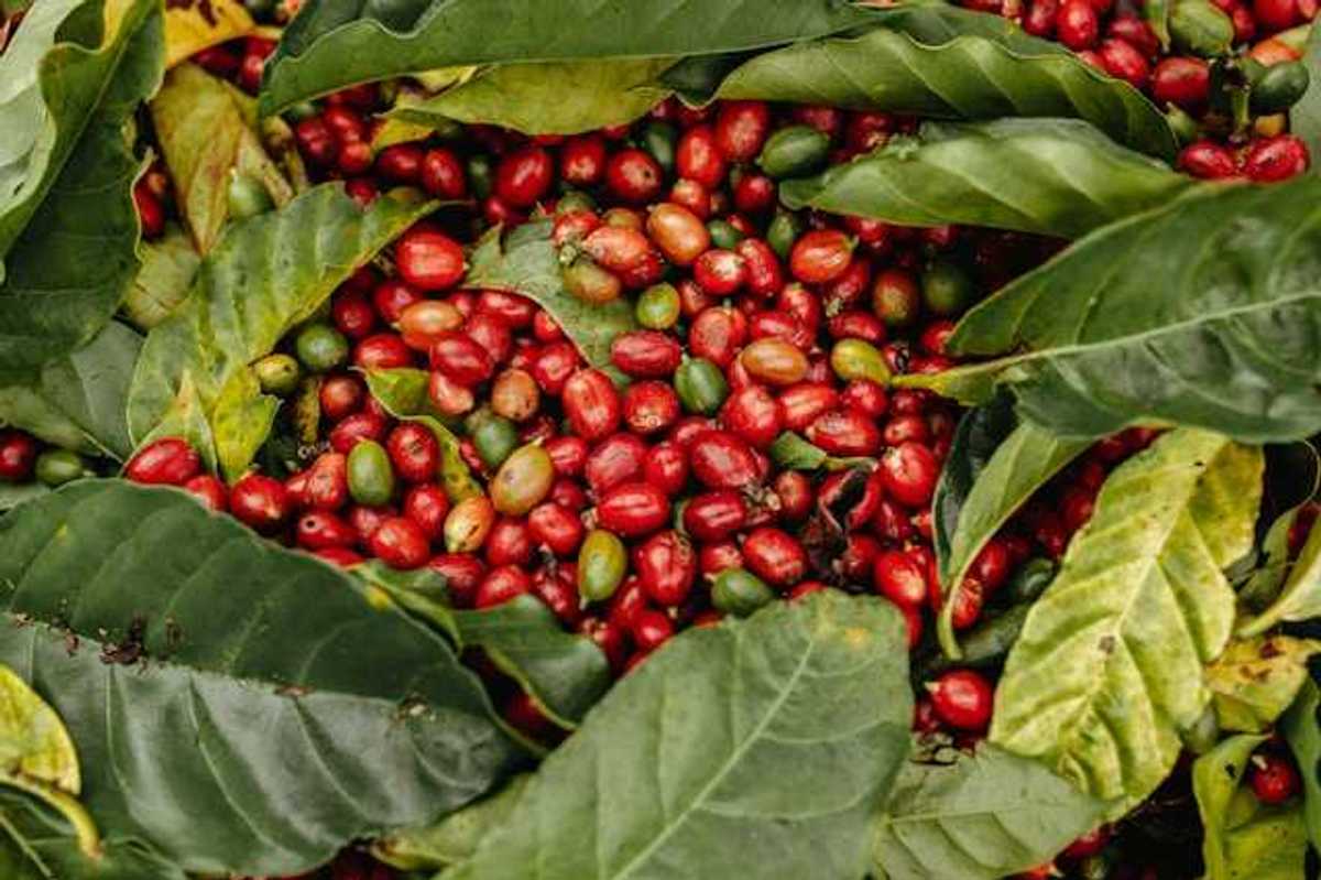 A pile of red and green coffee beans
