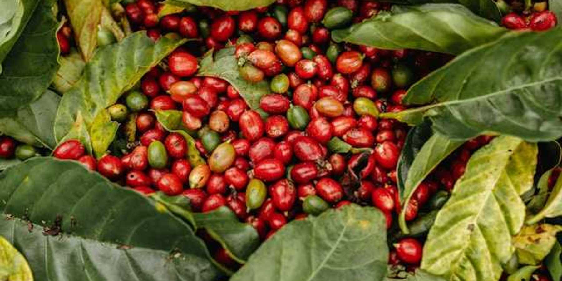 A pile of red and green coffee beans