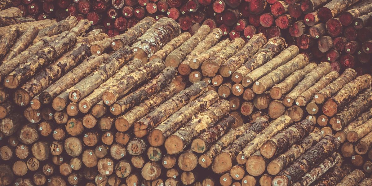 A pile of tree logs.
