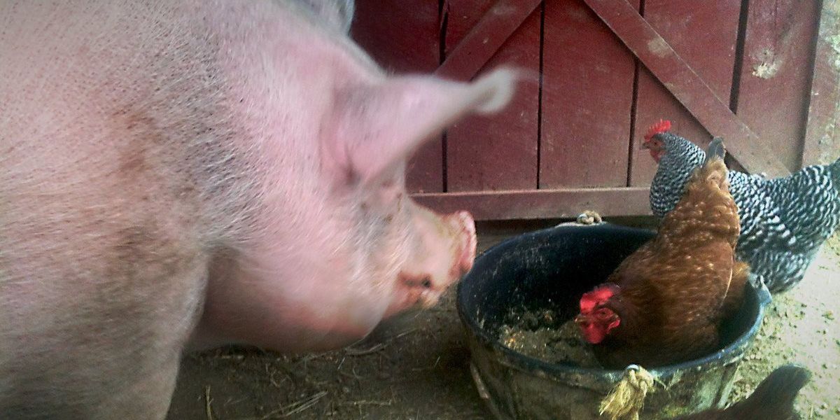A pink pig and a brown chicken look at each other in a barnyard.