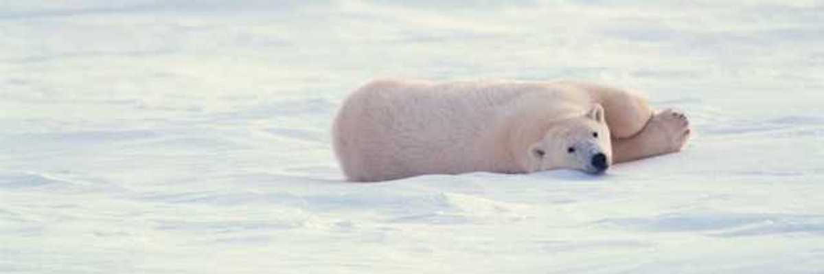 A polar bear lounging on a field of ice