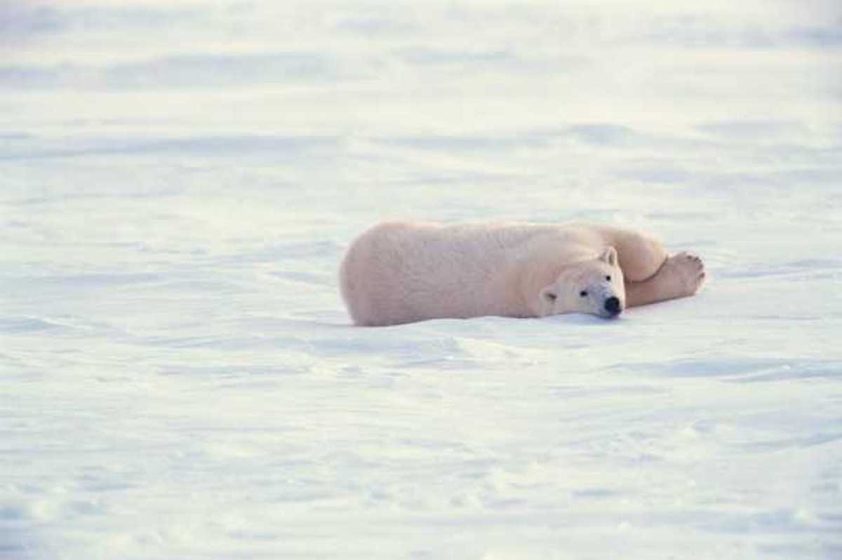 A polar bear lounging on a field of ice