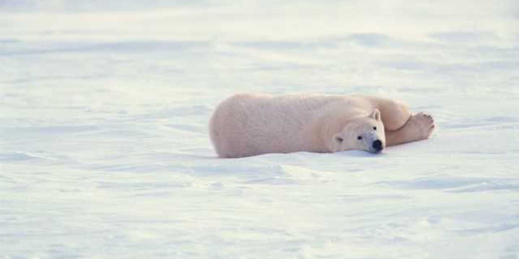 A polar bear lounging on a field of ice