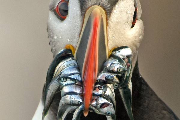 Solving the climate crisis will help both ‘sacrifice zones’ and ‘cute’ puffins