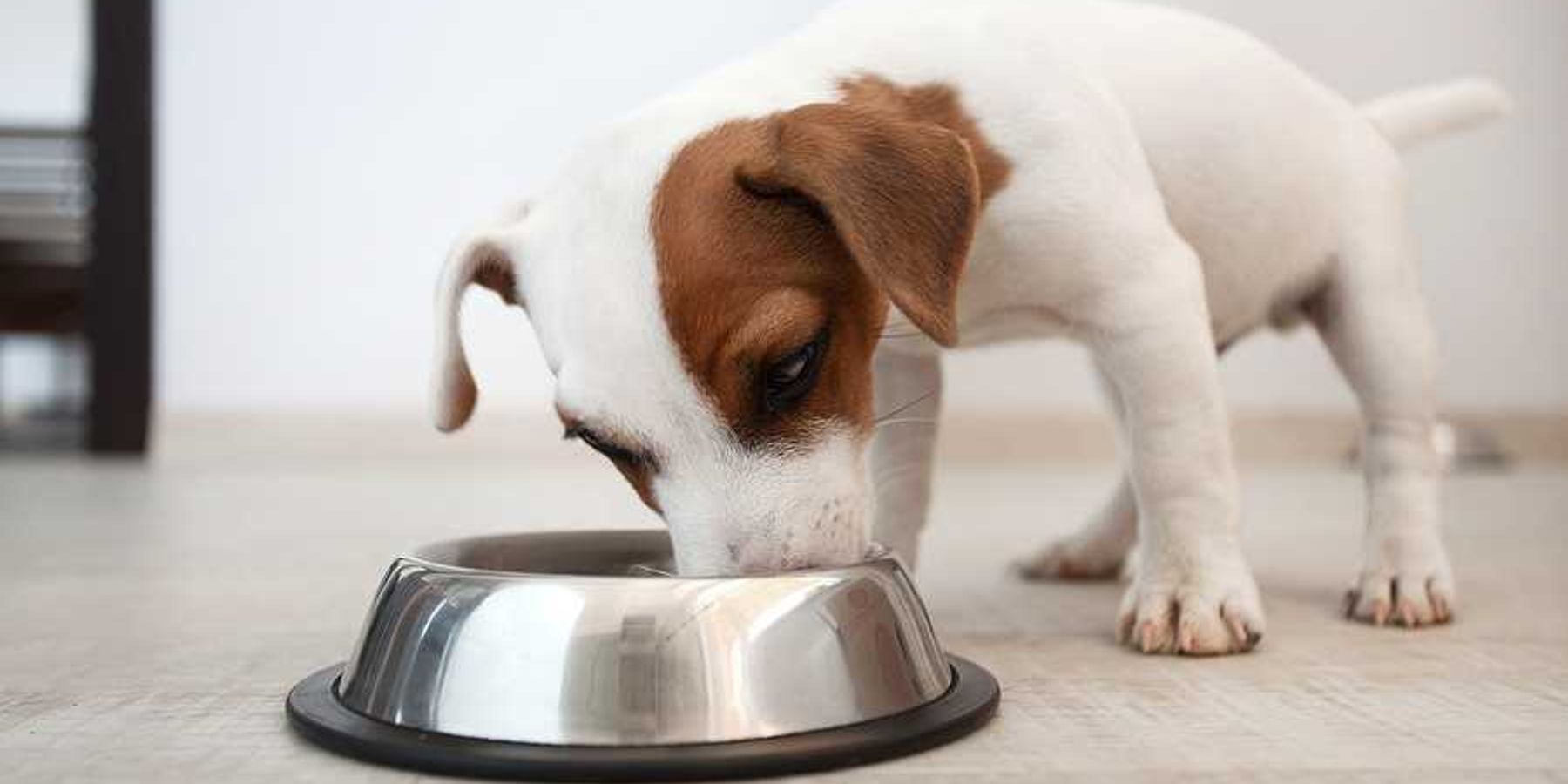 A puppy with its face in a dog bowl