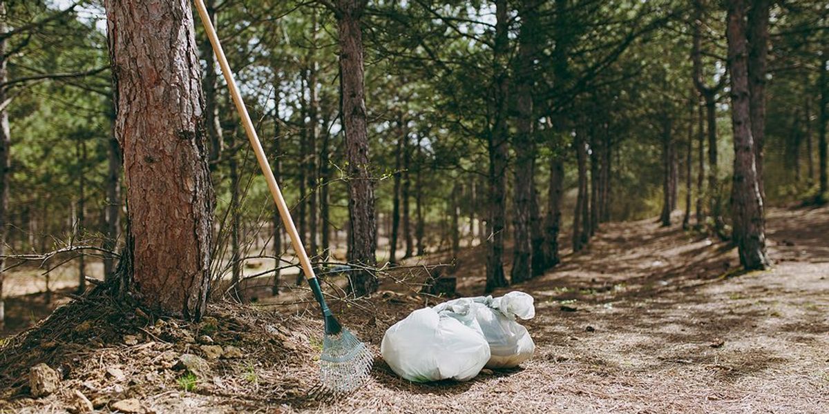 A rake leaning against a tree in the middle of the forest.