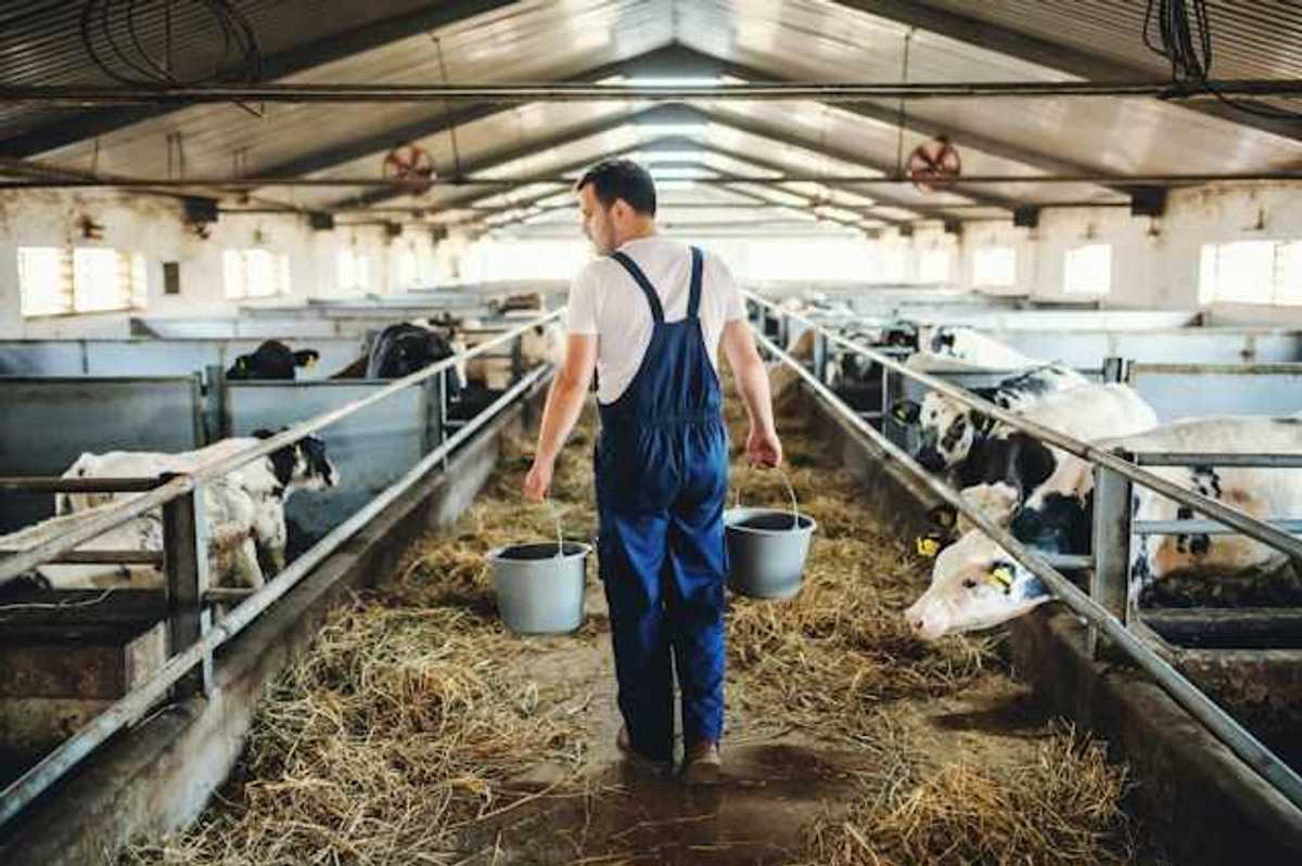 A rancher walks through a barn carrying pails of food or water surrounded by black and white cows