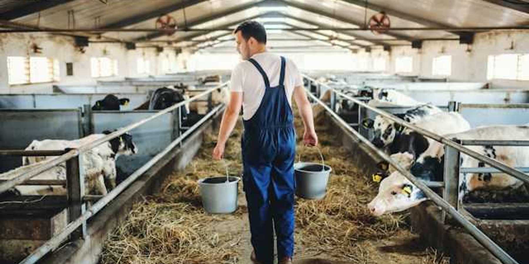 A rancher walks through a barn carrying pails of food or water surrounded by black and white cows