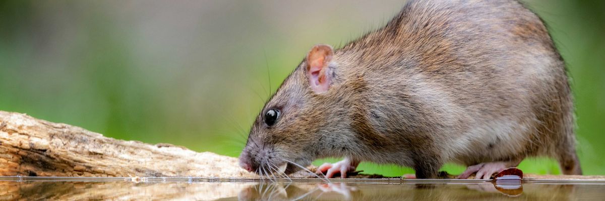A rat looking at its reflection in the water