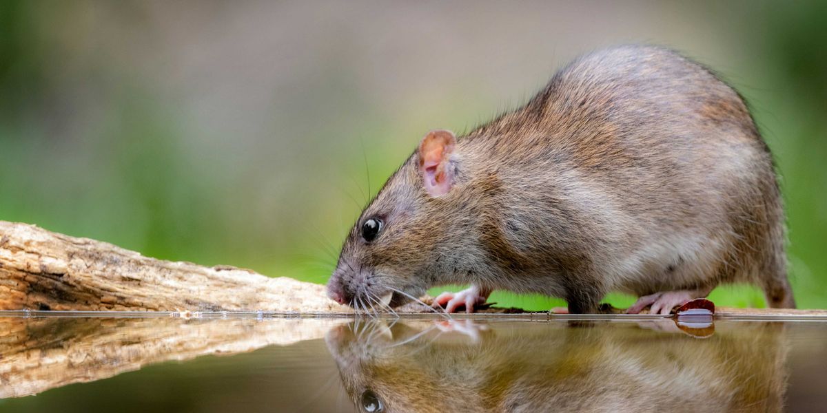 A rat looking at its reflection in the water