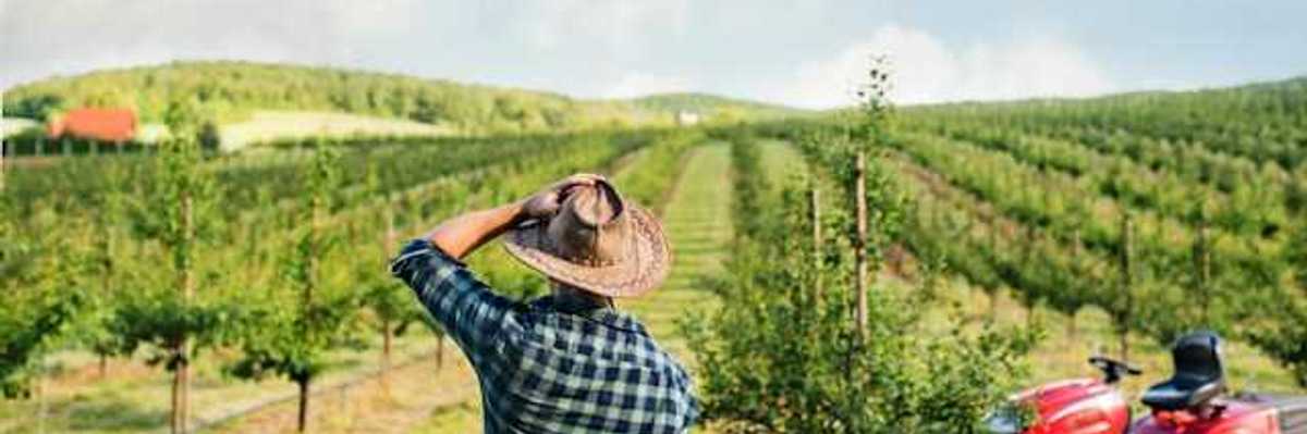 A rear view of a farmer walking outdoors toward a mini tractor in an orchard