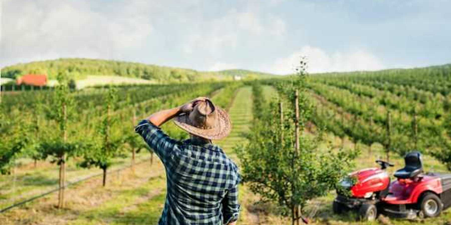 A rear view of a farmer walking outdoors toward a mini tractor in an orchard