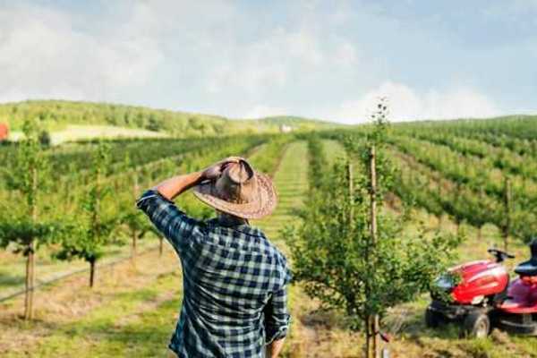A rear view of a farmer walking outdoors toward a mini tractor in an orchard