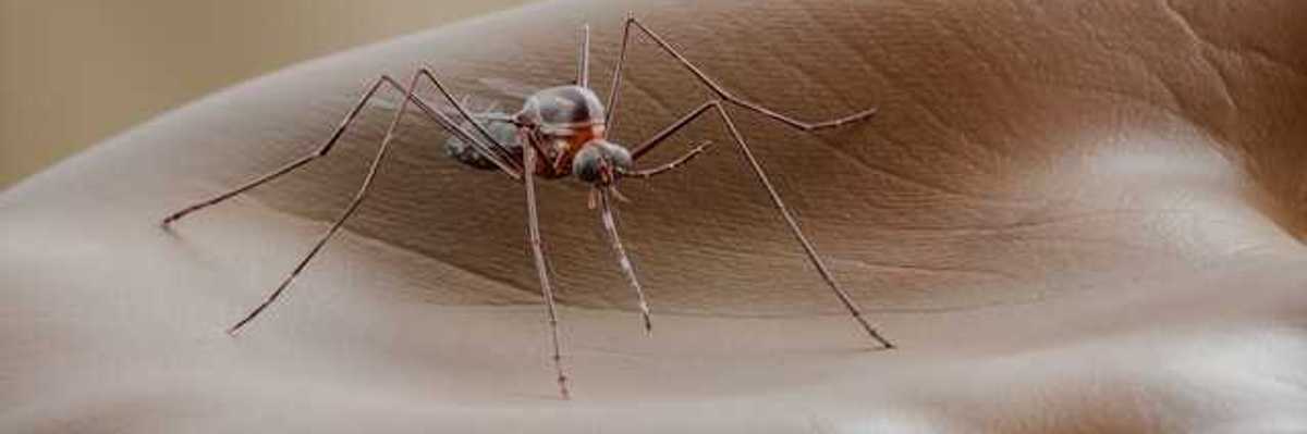 A rendering of a large mosquito in the palm of a human hand