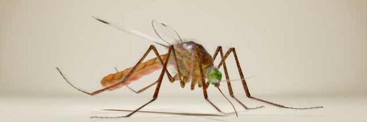 A rendering of a mosquito
